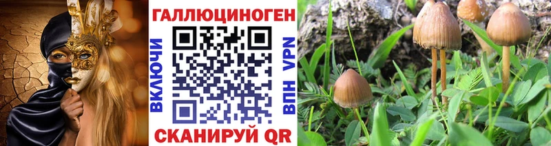 MEGA   где купить наркотик  Арсеньев  Галлюциногенные грибы GOLDEN TEACHER 